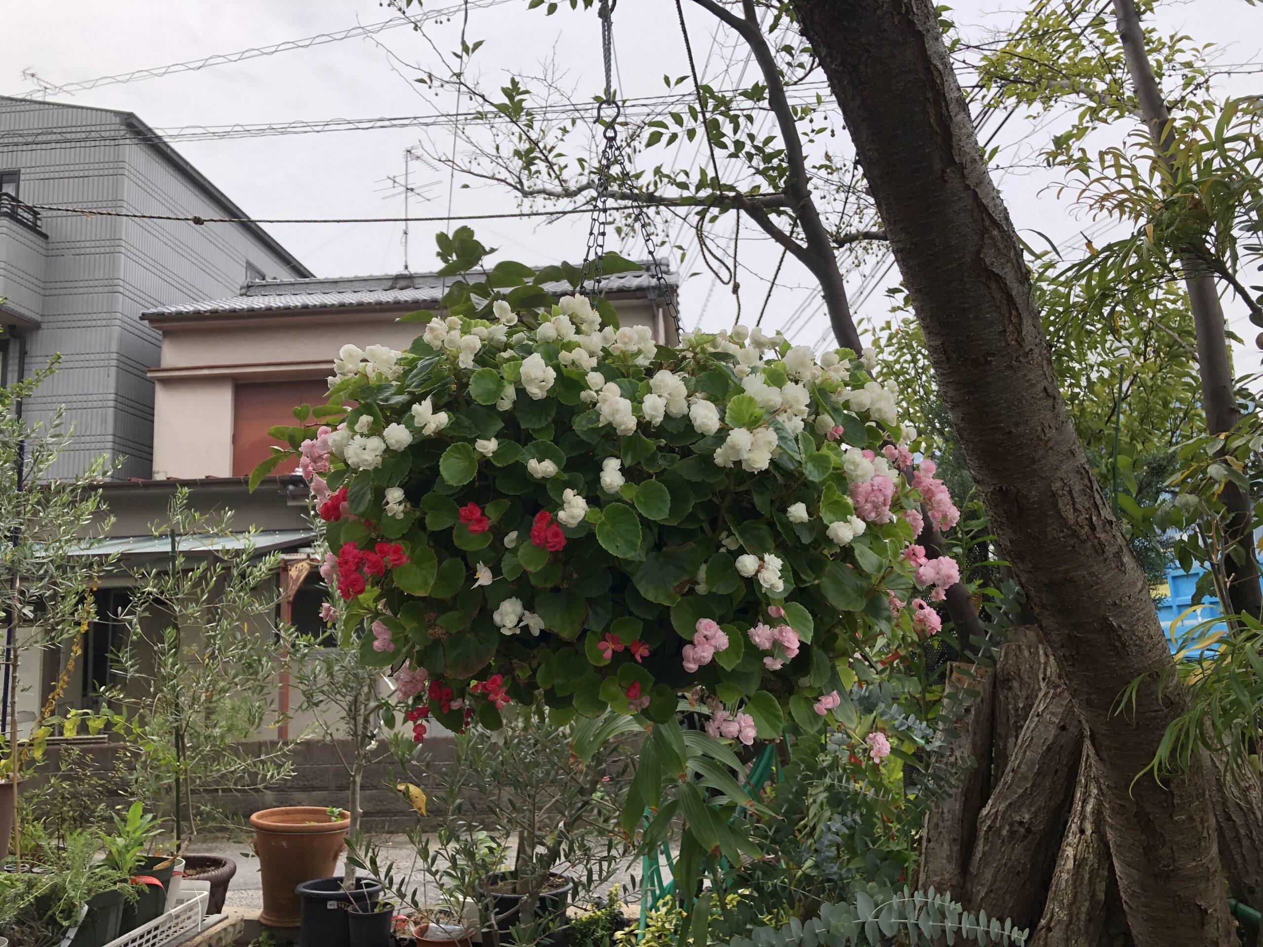 八重咲きベゴニア 松永花壇 種とガーデニングの専門店