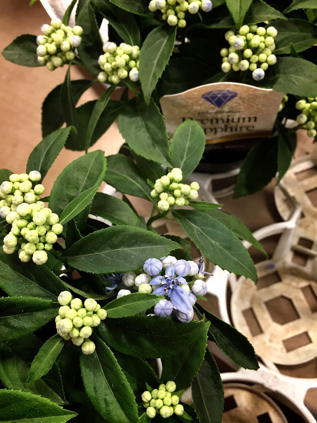 常緑アジサイ プレミアムサファイア 久々に6月上旬入荷予定 松永花壇 種とガーデニングの専門店